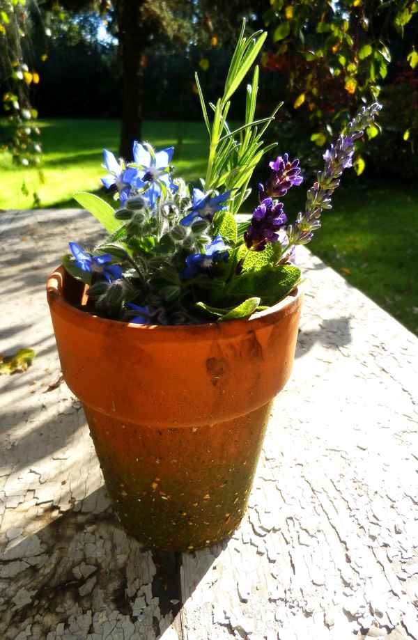 Kräuter im Garten