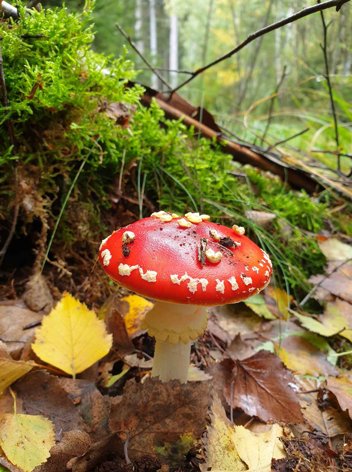 Ein Fliegenpilz, der nicht fliegen kann.