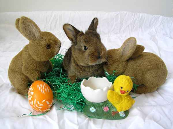 Falscher Hase
