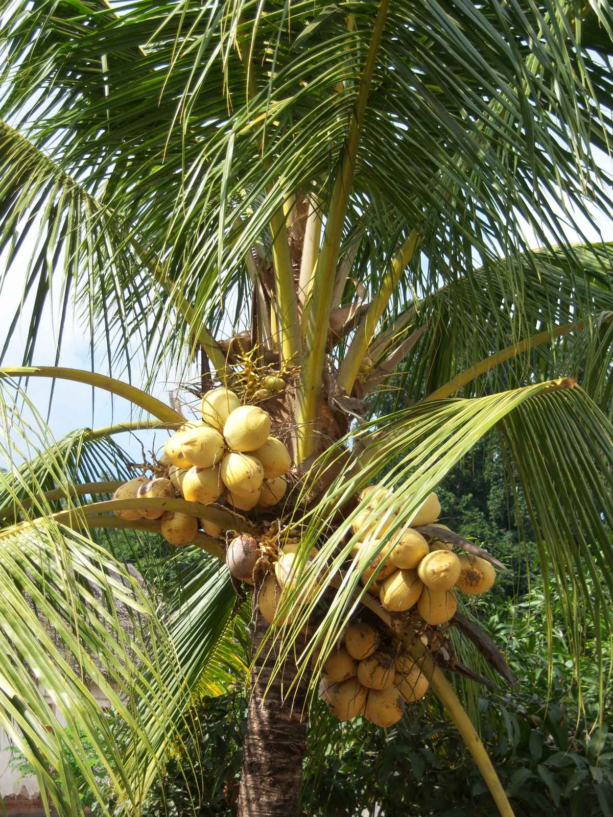 Palme mit Kokosnüssen - auf Bali