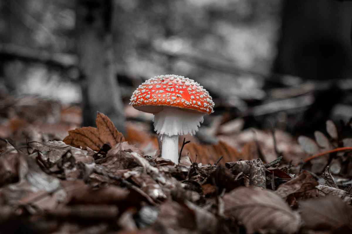 Fliegenpilz colourkey