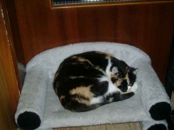 Katze Lucky auf Sofa (Katzensofa)