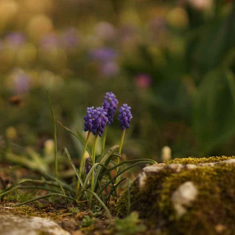 early springtime...