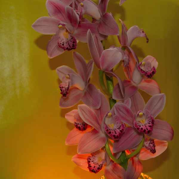 Orchidee