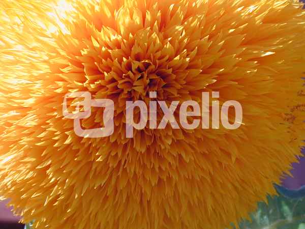 Auch ich bin eine Sonnenblume