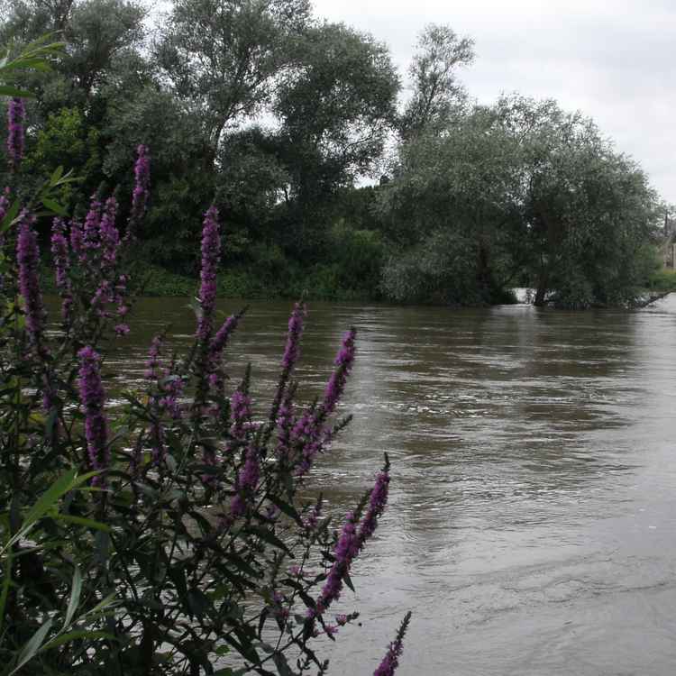 Blumen am Wasser