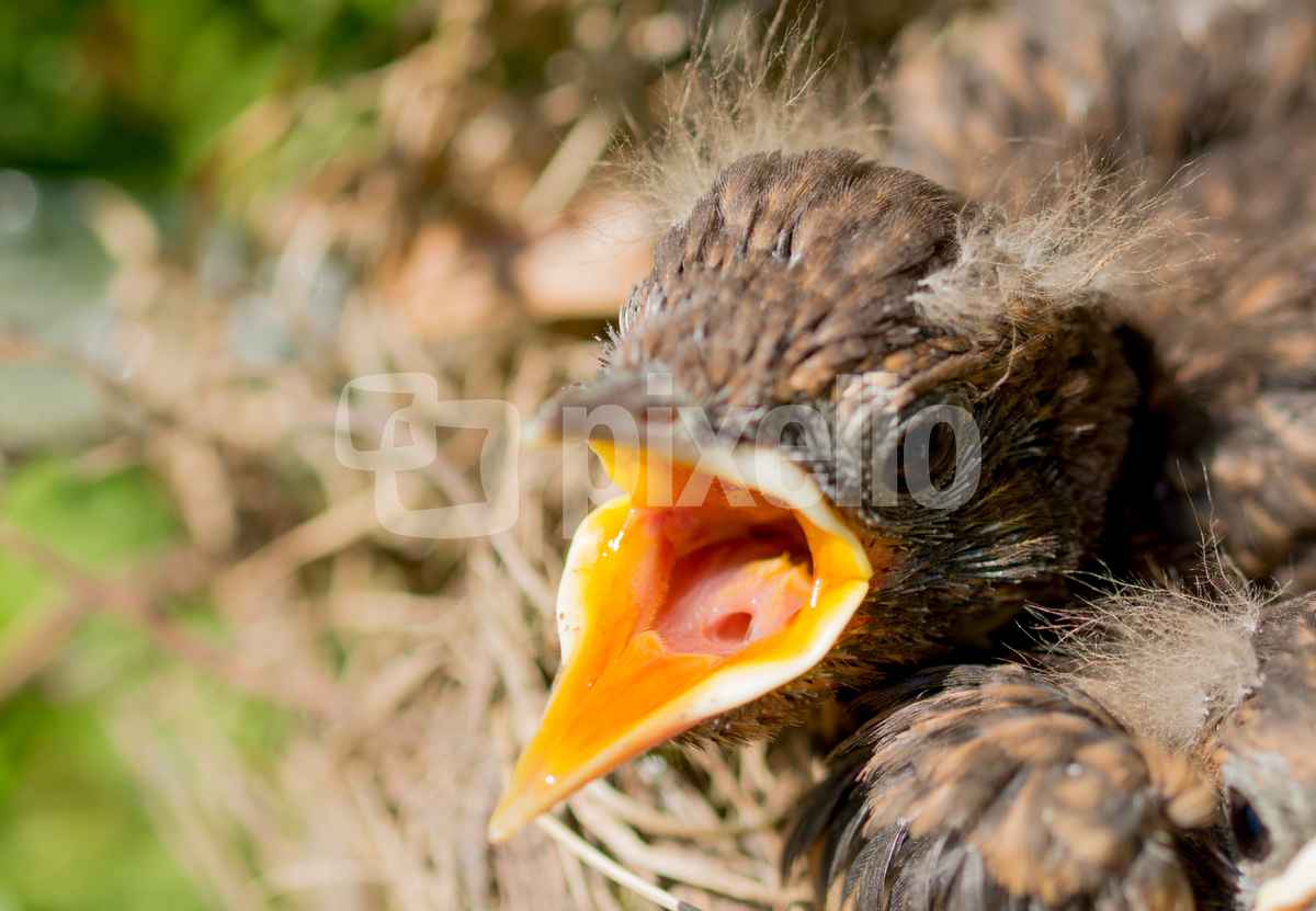 Vogelbaby