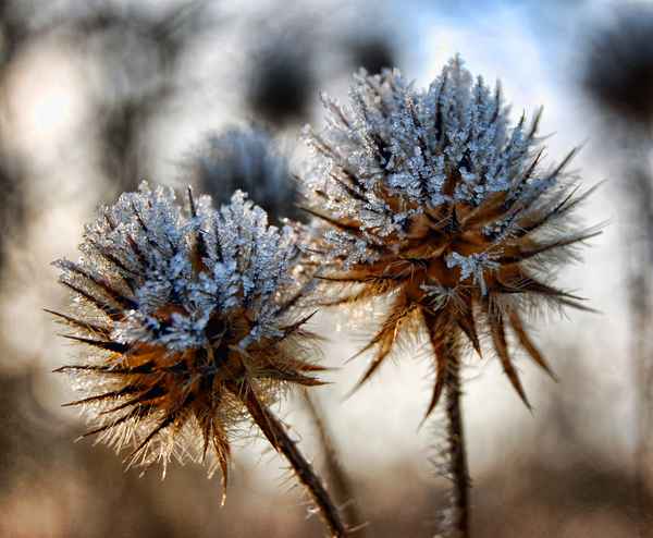 Behaarte Karde im Winter