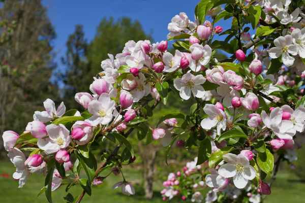 Apfelblüten