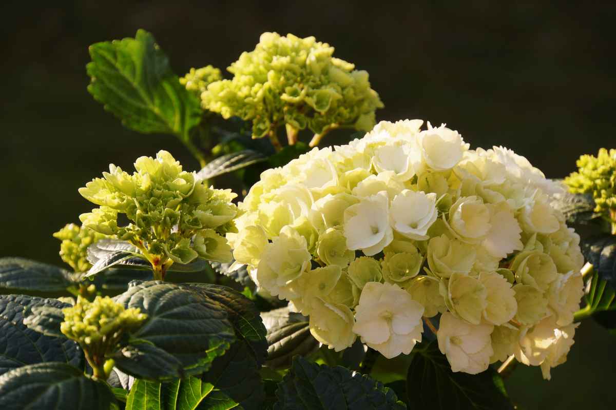 Hortensienblüten
