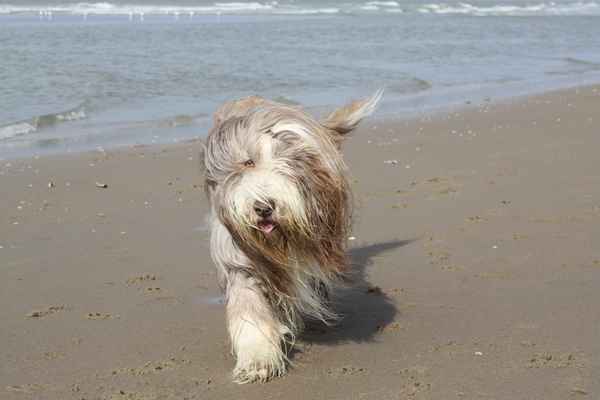 Strandläufer