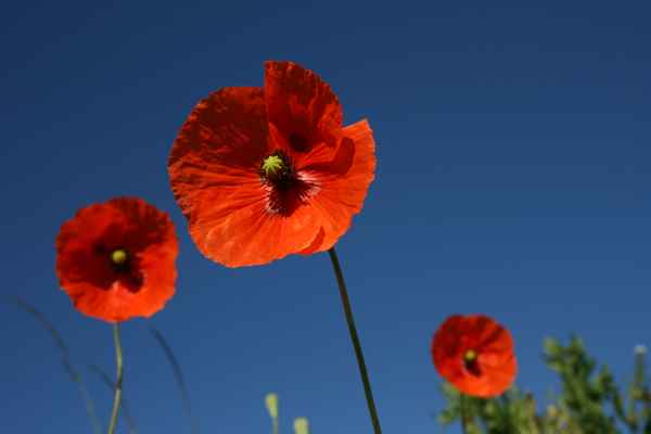 Mohnblumen