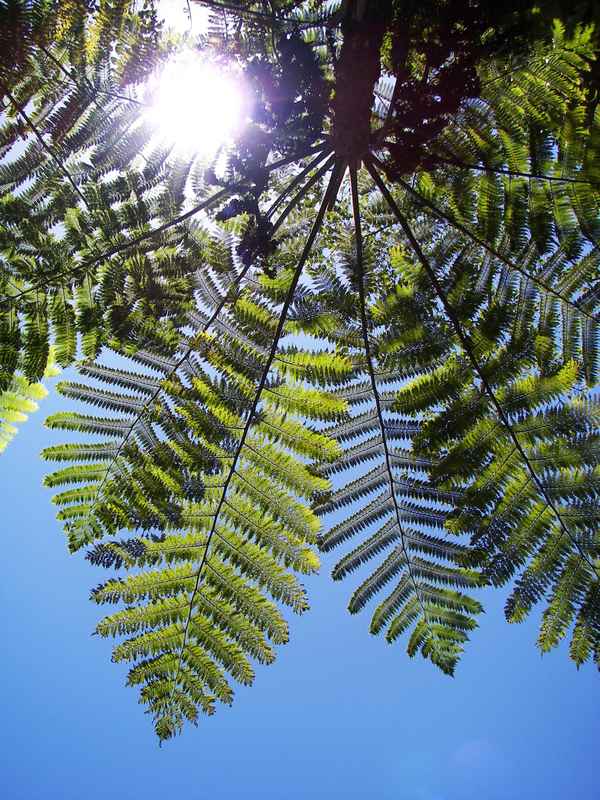 Farn am Himmel