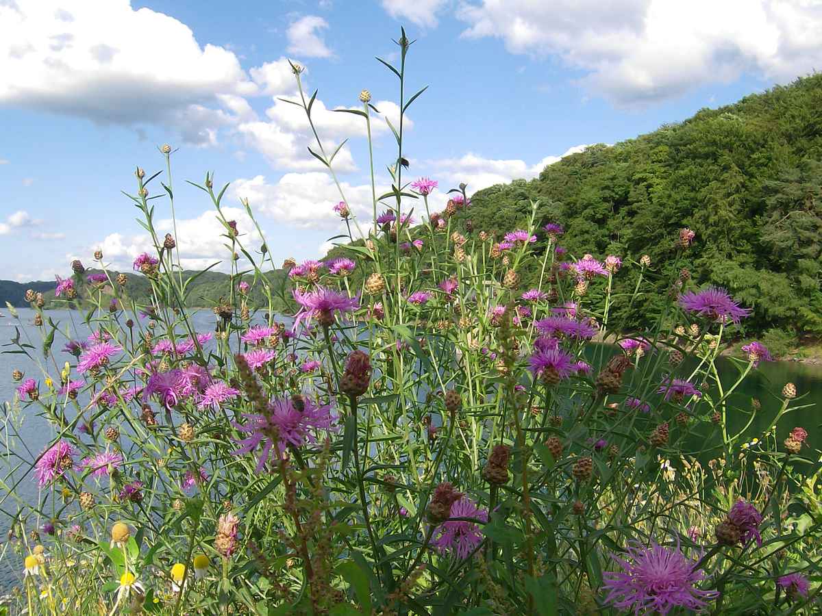 Wiesenflockenblume