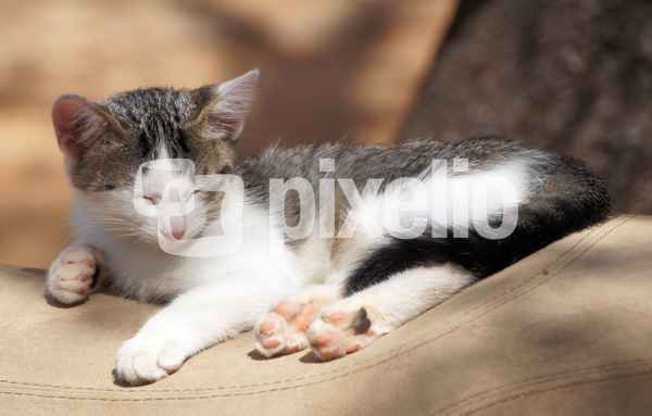 Katze schläft