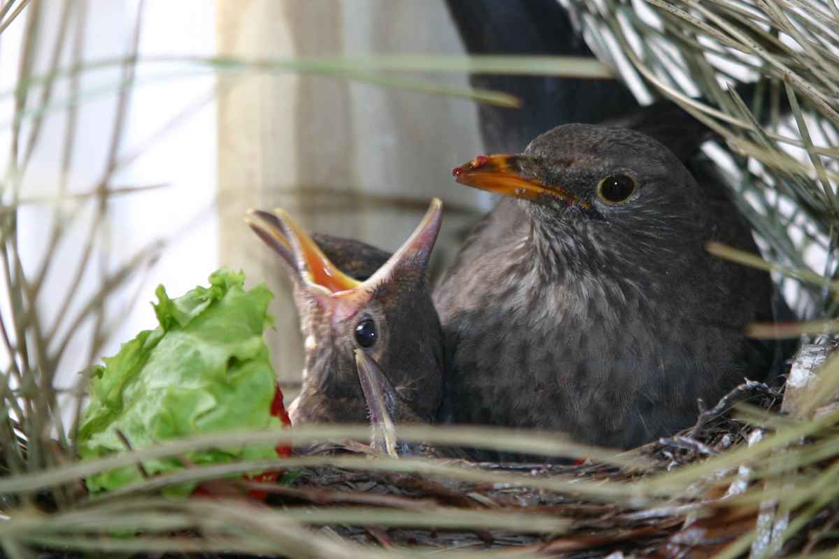 Die Amsel und ihre Jungen