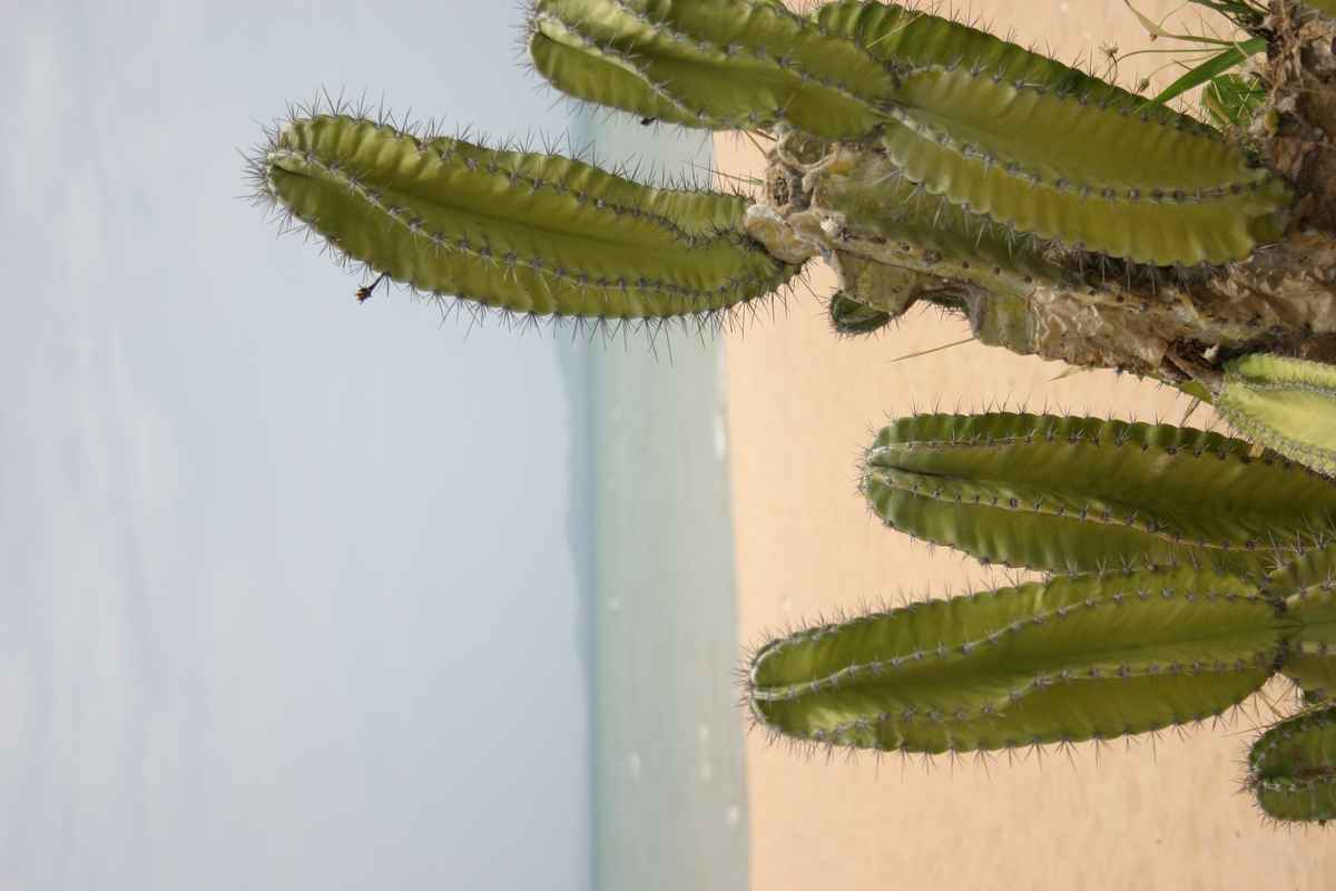Kaktus am Strand von Thailand