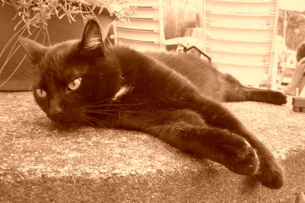 Kater Velvet
