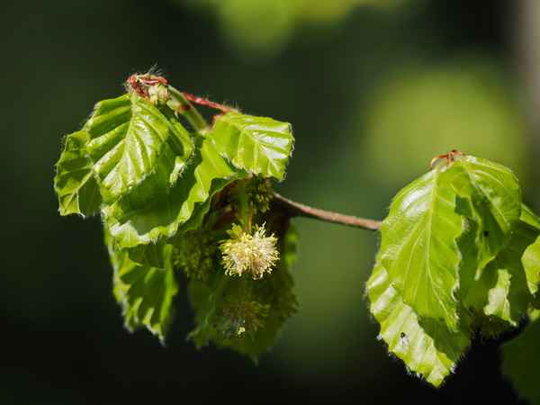 zartes frühlingsgrün   ( buche )