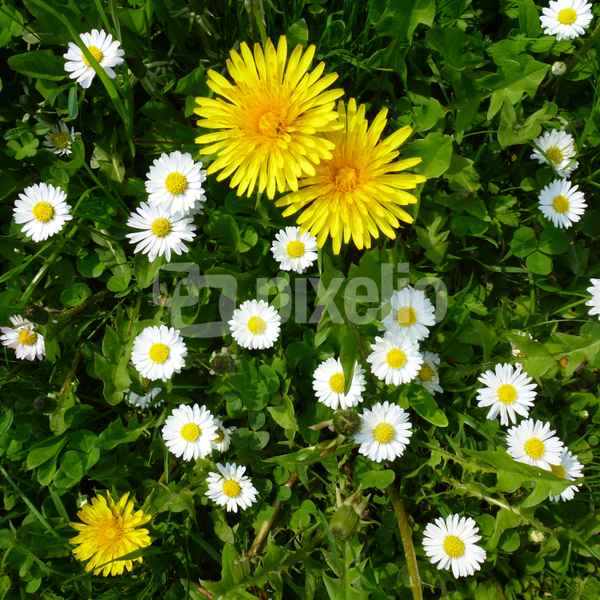 Frühlingswiese