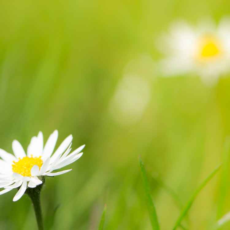 Weiße Blüte Gänseblümchen