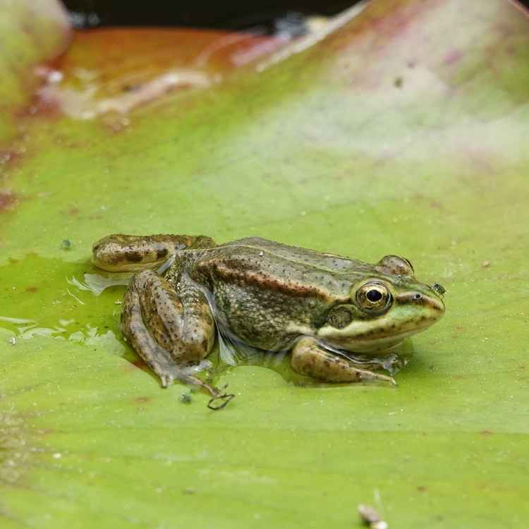 kleiner Frosch auf Seerose