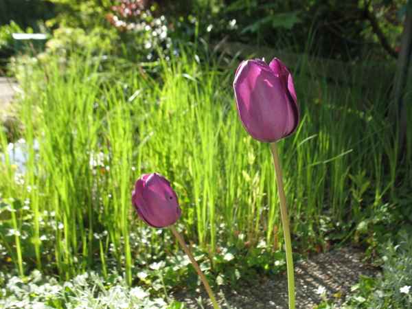 Tulpen lila