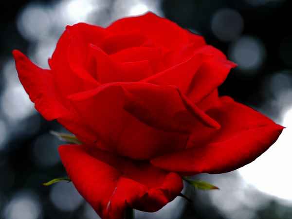 sinnbild der liebe