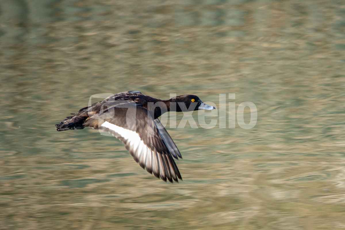 Flug-Ente_3