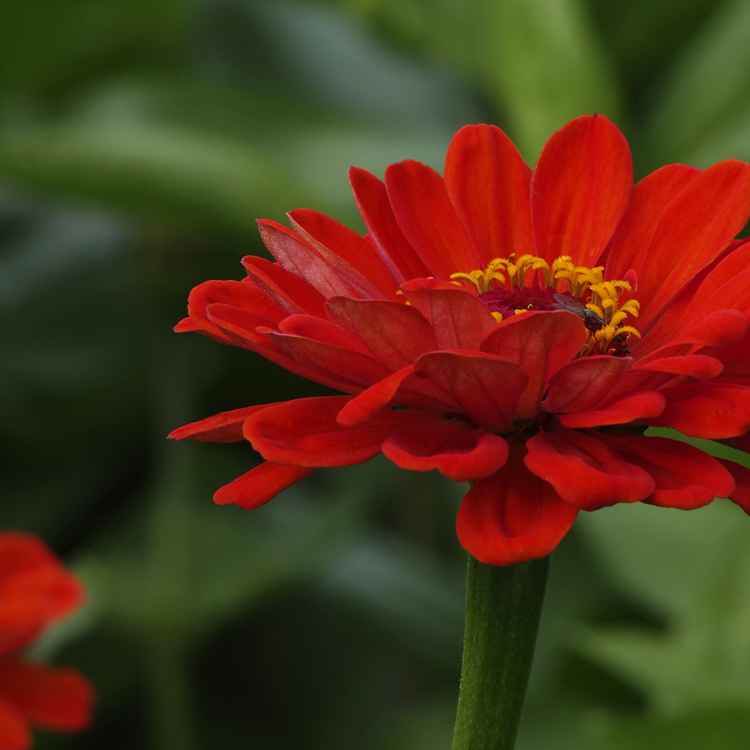 Zinnien 1