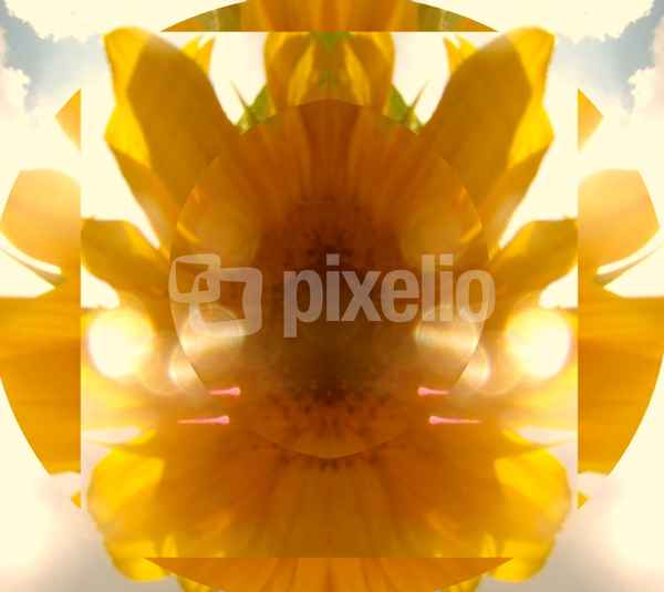Sonne , Sommer , Sonnenblume