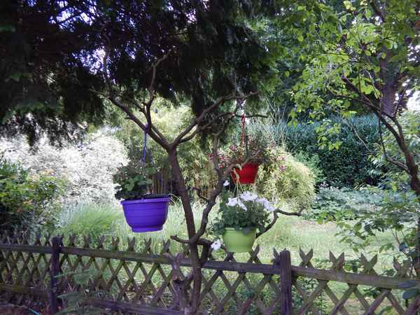 Ampelbaum