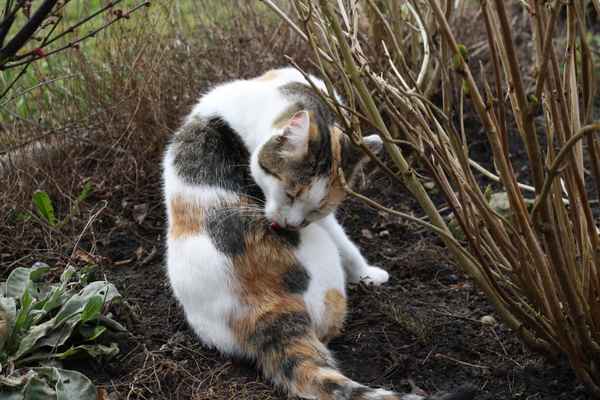 Katzen sind gelenkig