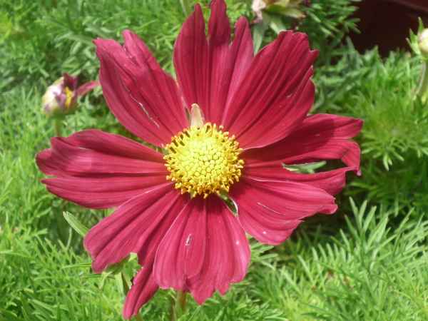 Schöne  Blume