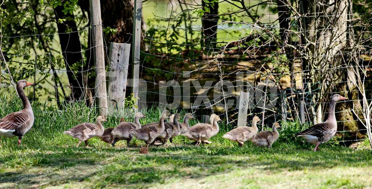 familie wildgans im gänsemarsch