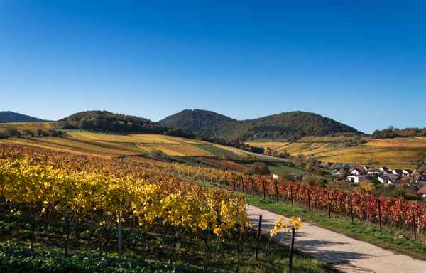 Weinberge im Herbst