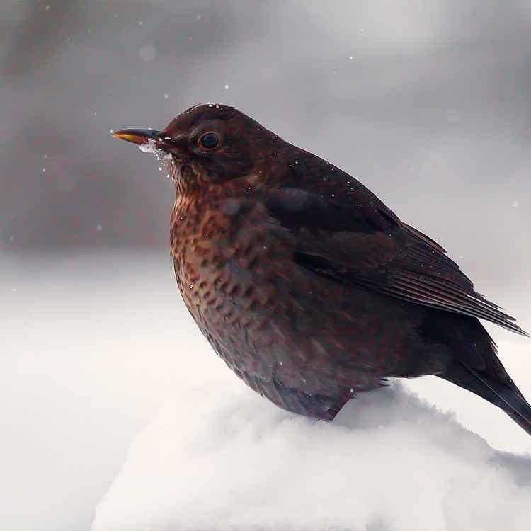 amseldame bei schneefall