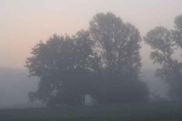 Nebelmorgen