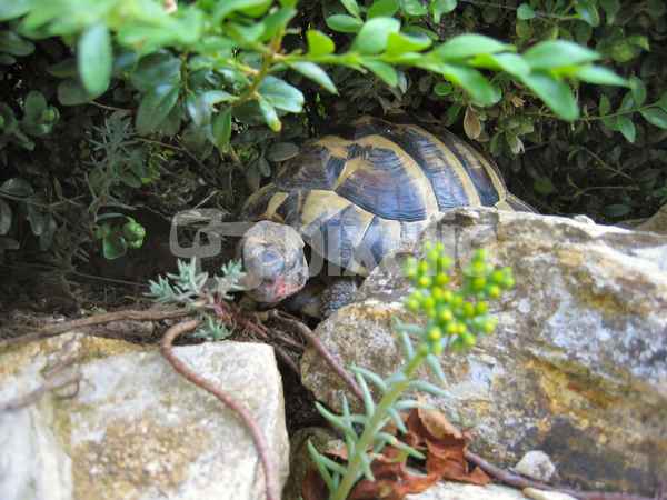 Schildkröte