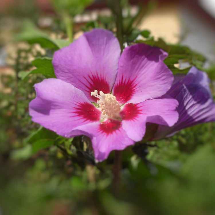 Hibiskusblüte