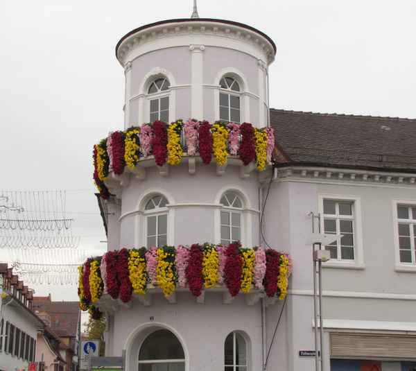 Überall Hängechrysanthemen