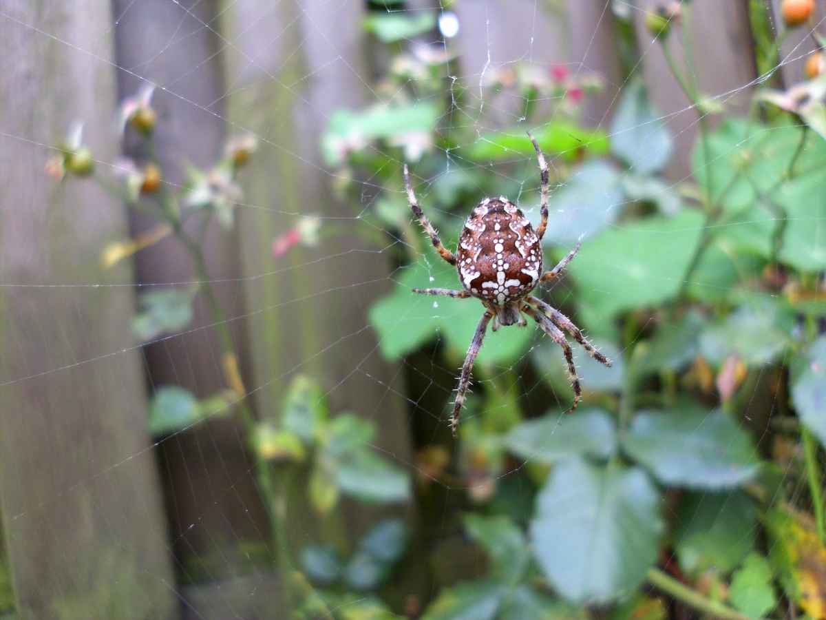 Mein Gartenbewohner: Eine Kreuzspinne.