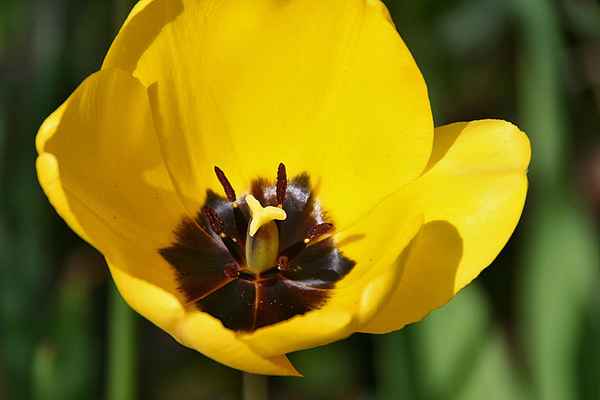 Blume-0098
