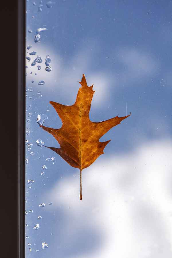 Herbstblatt am Fenster