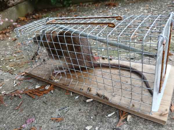 Gro&szlig;e Maus in der Falle