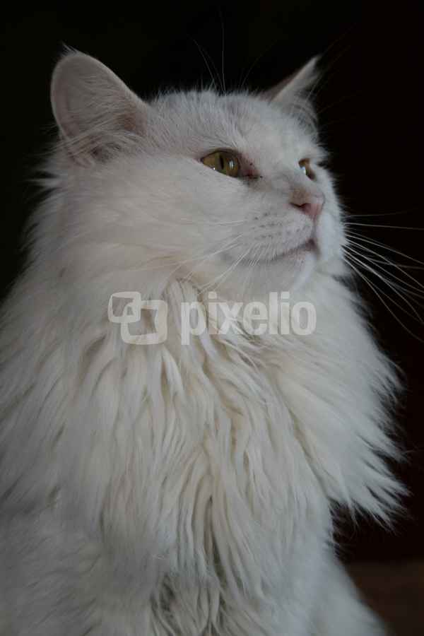 Othello