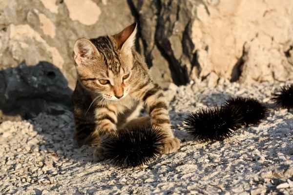 Neugieriges Kätzchen