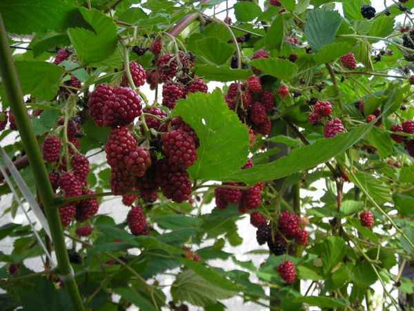brombeeren