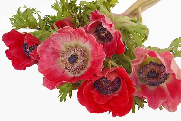 Anemonen - Farbtupfer