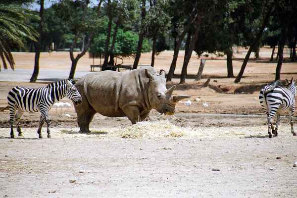 Nashorn